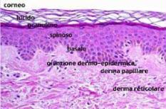 Iperplasia Rigenerativa Dell Epitelio Foveolare
